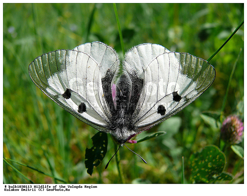 ����������� �������, �������