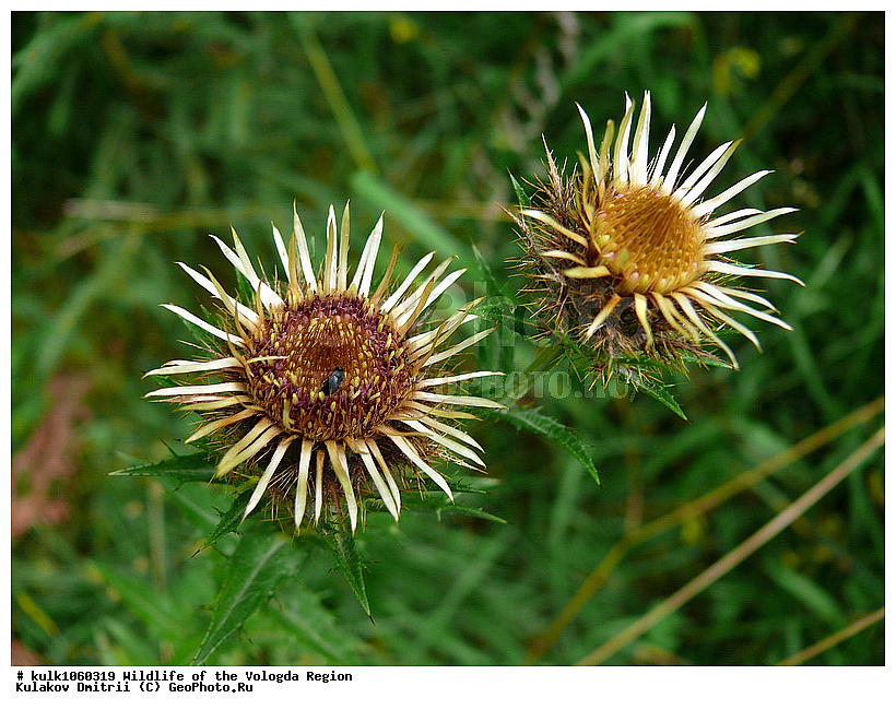 ����������� �������, �������