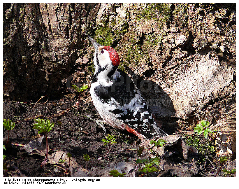 ����������� �������, �����, ���������, ����������� �����, �����, ������, ��������, ��������, �����, �����, ��������, �����������, XYZ, ��������, �����, ��������� ��������, Picidae, ����������� �����, Dendrocopos leucotos