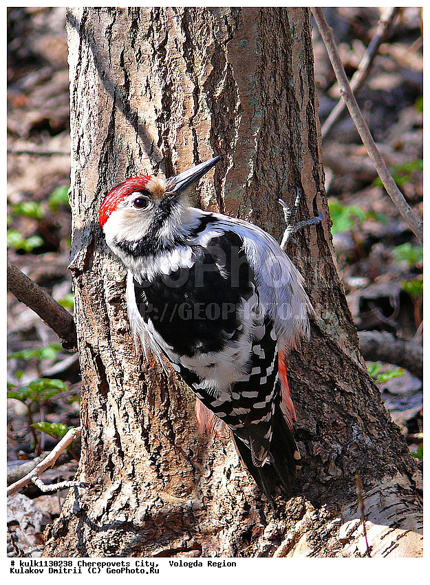 ����������� �������, �����, ���������, ����������� �����, �����, ������, ��������, ��������, �����, �����, ��������, �����������, XYZ, ��������, �����, ��������� ��������, Picidae, ����������� �����, Dendrocopos leucotos