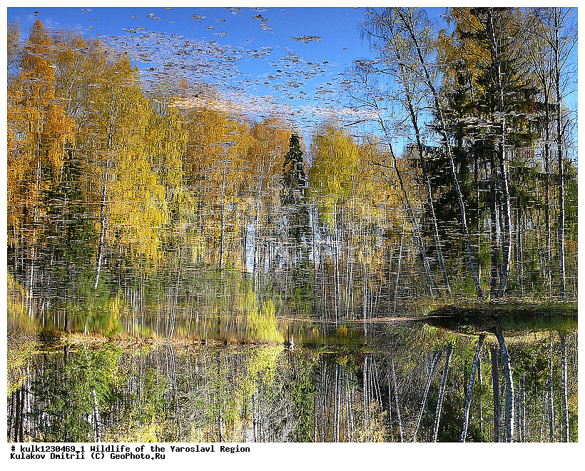 ����������� �������, �������, ������, ������� ������