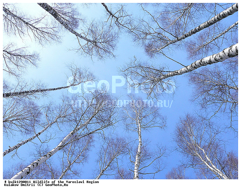 ����������� �������, �������, ������, ������� ������, ����������� ������, ����������� ����������� �����, ������, ������ ��������, �����, ��������, ���������� ��������, ������, ����������� ��������, �����������, �����������, ������������ ��������, ������������ ��������, ������������, ������������ ��������, ������������ ��������, XYZ, ��������, Betulaceae, �����, Betula sp., ������