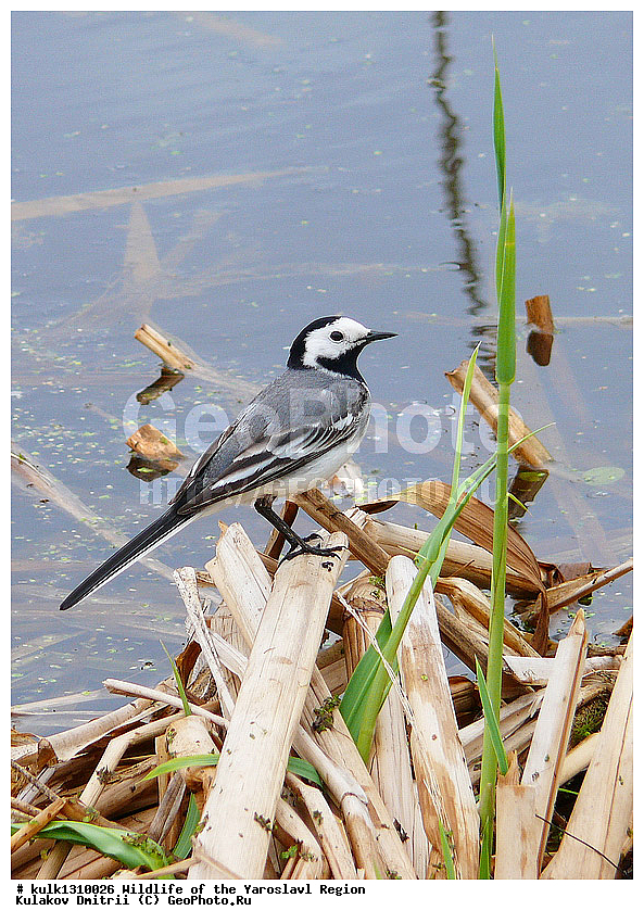 ����������� �������, �������, ����������� ������, ����������� ����������� �����, ������, ��������, ��������, �����, �����, ��������, �����������, XYZ, �������������, Motacillidae, ����� ����������, Motacilla alba