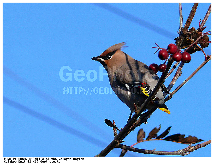 ����������, �����, �����, ������, �����, �����, XYZ, �������������, Bombycillidae