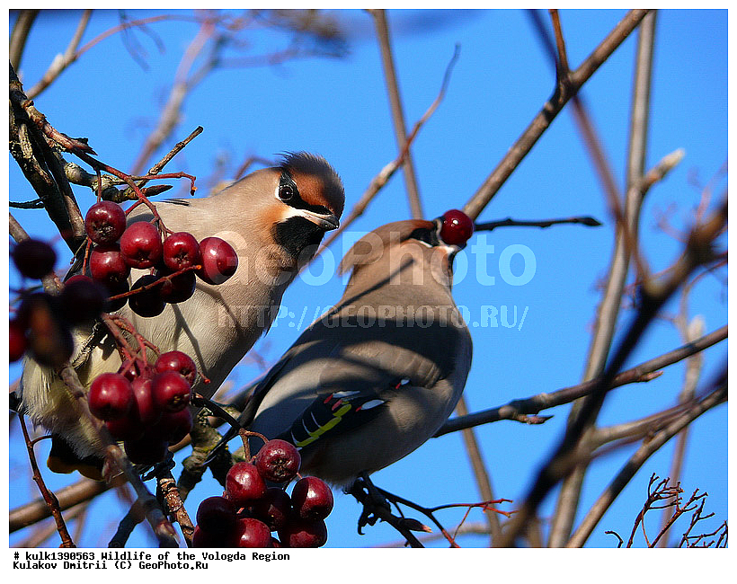 ����������, �����, �����, ������, �����, �����, XYZ, �������������, Bombycillidae