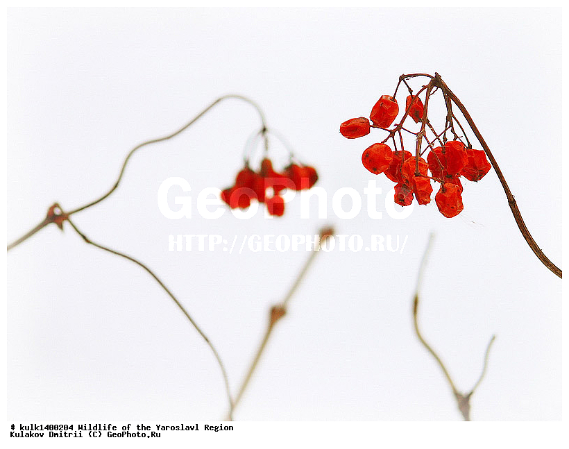 ����������� �������, �������, ������, ������� ������, ����������� ������, ����������� ����������� �����, ������, ������ ��������, �����, ���������� ��������, ������������ ��������, ������������ ��������, ������, ����, ���������, ����������, ����������� ��������, �����������, �����������, ������������ ��������, ������������ ��������, ������������, ������������, �����������, �������, ������� ��������, ����, �����, �����, �����, XYZ, ���������, ���������, Viburnaceae,  Adoxaceae, ������ ������������, ������ �������, Viburnum opulus