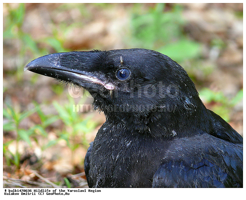 ����������� �������, �������, ����������� ������, ����������� ����������� �����, ������, ��������, ��������, �����, �����, ��������, �����������, XYZ, ��������, ���������, Corvidae, �����, Corvus corax, ������, ������, �����