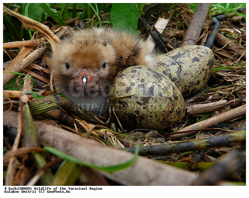 ����������� �������, �������, ����������� ������, ����������� ����������� �����, ������, ��������, ��������, �����, �����, ��������, �����������, ������� �����, ������� �����, XYZ, ��������, Laridae, Hydrocoloeus minutus, ������