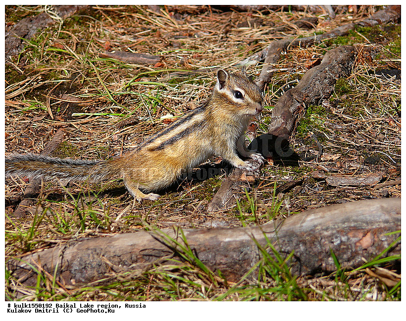 ���������� �������, ������, ���������� �������, ������, ������, ��������� ������, ������, ��������, ��������, �������������, �������������, �����, �����, XYZ, �������, Sciuridae, ��������� ��������, ��������� ��������, Tamias sibiricus
