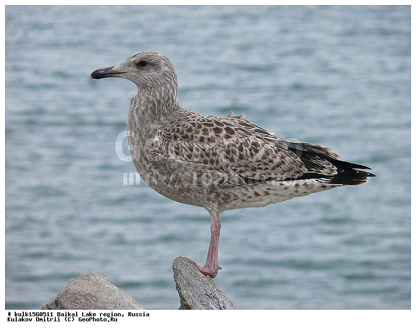 ���������� �������, ������, ���������� �������, ������, ������, ��������� ������, ������, ��������, ��������, �����, �����, ��������, �����������, ������� �����, ������� �����, XYZ, ��������, Laridae, ����������� �����, Larus argentatus, ������, �����