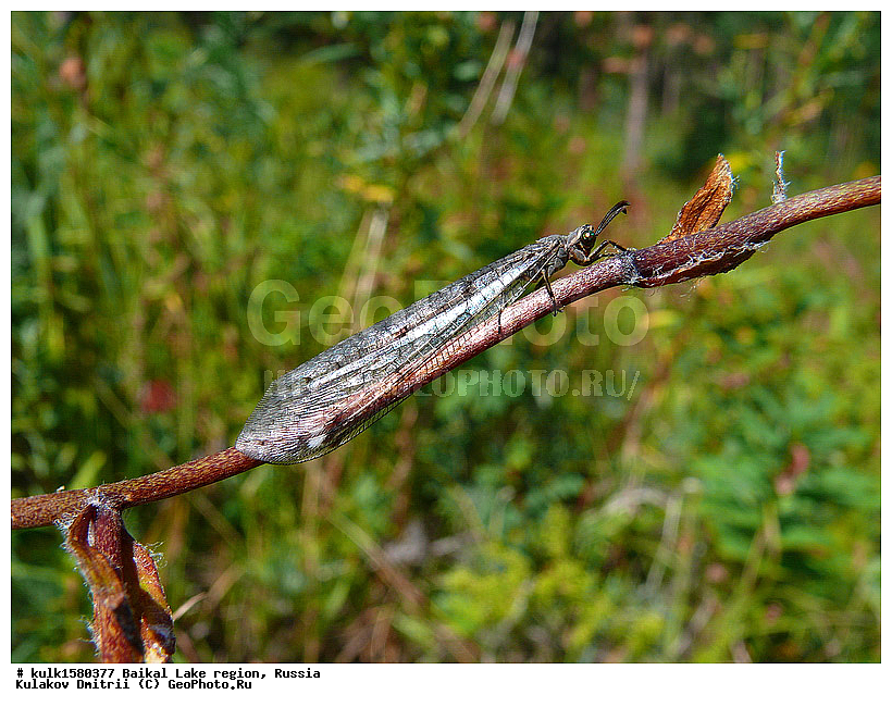 ���������� �������, ������, ���������� �������, ������