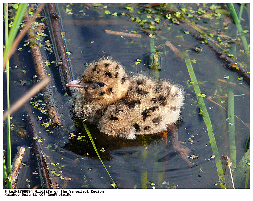 ����������� �������, �������, ����������� ������, ����������� ����������� �����, ������, ��������, ��������, �����, �����, ��������, �����������, ������� �����, ������� �����, XYZ, ��������, Laridae, Hydrocoloeus minutus, ������