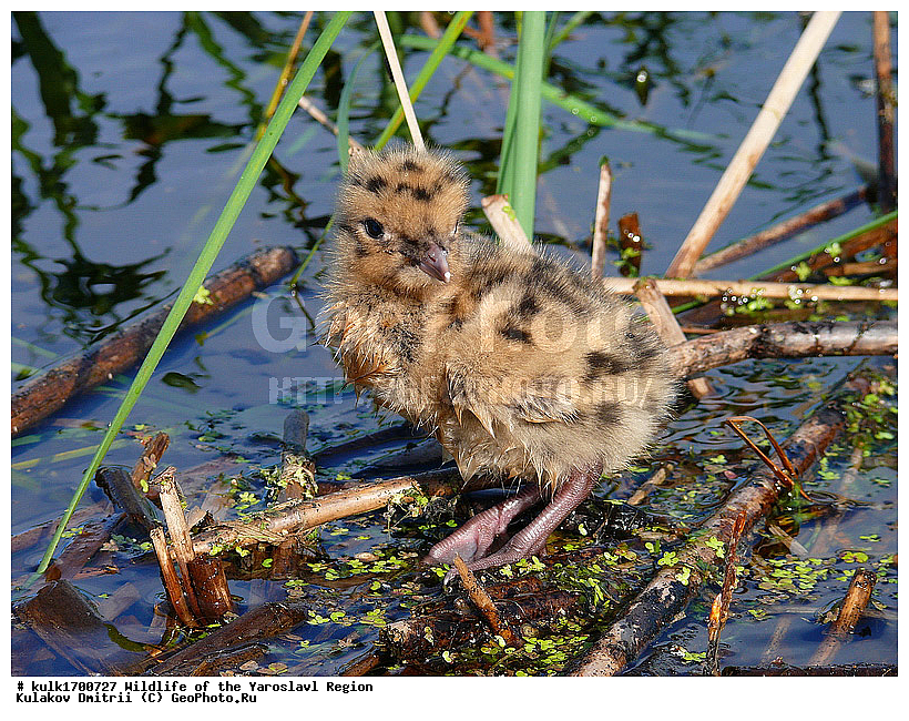 ����������� �������, �������, ����������� ������, ����������� ����������� �����, ������, ��������, ��������, �����, �����, ��������, �����������, ������� �����, ������� �����, XYZ, ��������, Laridae, Hydrocoloeus minutus, ������