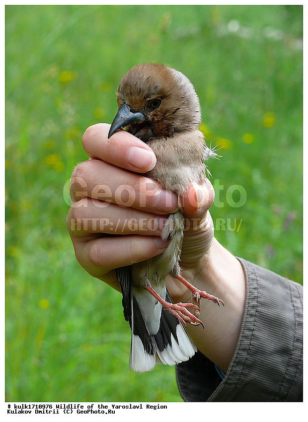 ����������� �������, �������, ����������� ������, ����������� ����������� �����, ������, ��������, ��������, ��������, �����������, �����, �����, XYZ, ���������, Fringillidae, ������������ �������, Coccothraustes coccothraustes