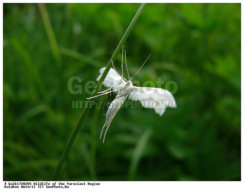 ����������� �������, �������