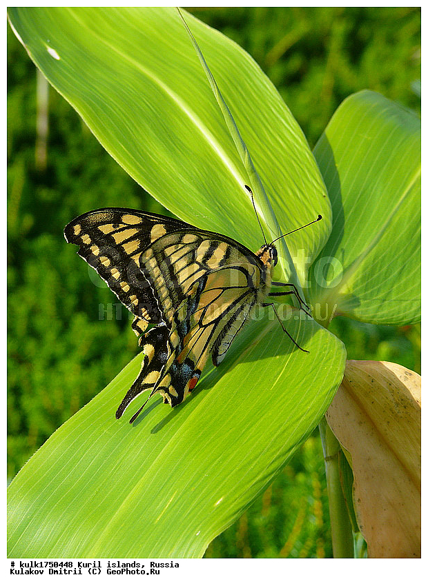 ���������� �������, ������, ���������� �������, ������