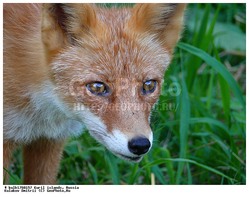 ���������� �������, ������, ���������� �������, ������