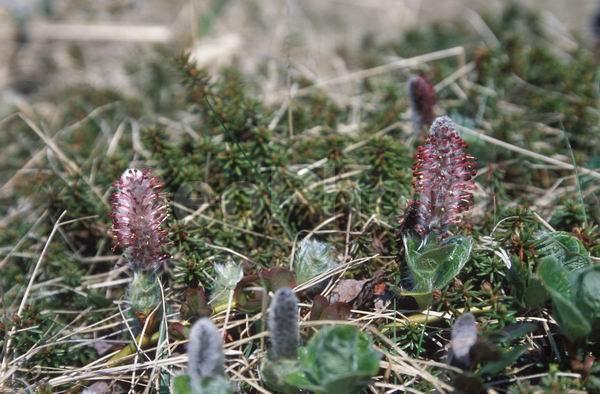 ������, �������� ����, �������� ������, ������