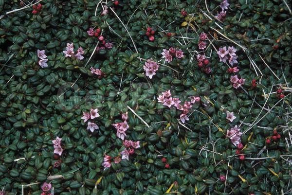 ������, �������� ����, �������� ������, ������