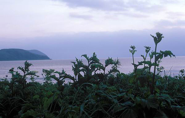 ������� ������, ������, ����, ������