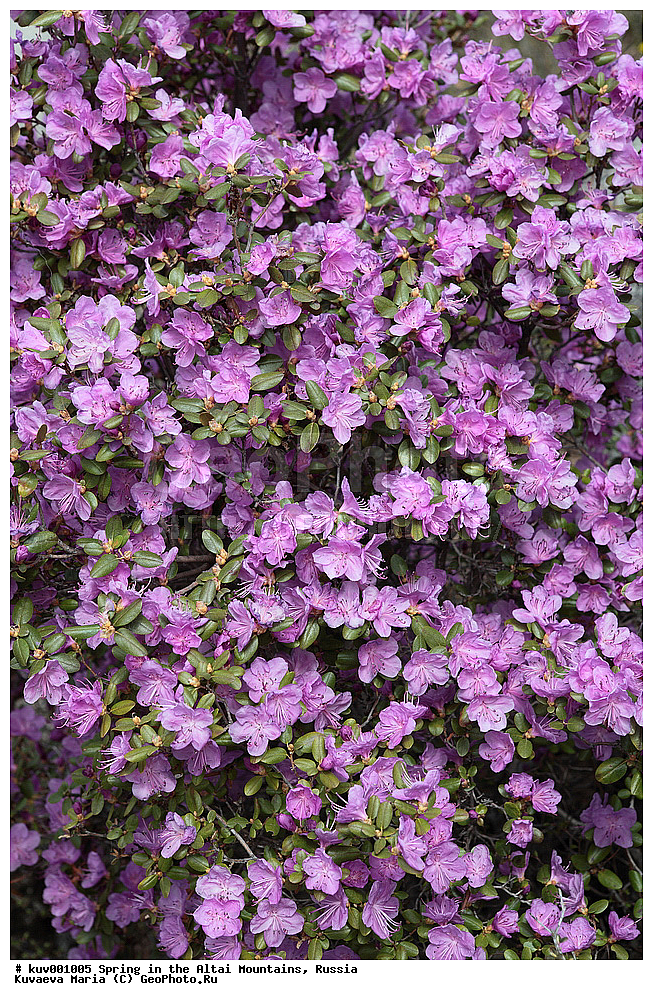 �����, ����, �����, ������ �����, ���������, ���������, �����������, ��������, �����, ������ ��������, �����, ��������,  ���������� ��������, ������� ��������, ������������ ��������, ������, �����, XYZ, ����������, Ericaceae, ���������, ����������� ��������, �������� ���������, ���������, Rhododendron dauricum, ��������� ����������� �����, ���, ���������, ����������, ������������ ��������, ������������ ��������, ������������, ������������ �����������, �����������, ������������, ���������, �����, ����������