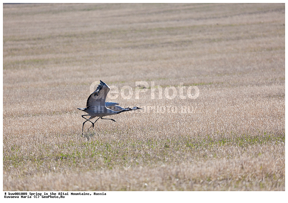 �����, ����, �����, ������ �����, �������� �����, �������, ����, �����, �����, ��������, ��������, �����, �����, ��������, �����������, XYZ, ����������, Gruidae, ����� �������, Grus grus, ��������� ����������� �����, ���