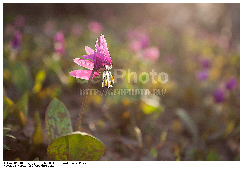 �����, ����, �����, ������ �����, ����������, �������, ������ ���������, �����, �����, ����������� �������, ��������� ����, �����, ������ ��������, �����, ���������� ��������, ������������ ��������, ������������ ��������, ������, �����, XYZ, ��������, Liliaceae, ������ ���������, Erythronium sibiricum, ��������� ����������� �����, ���