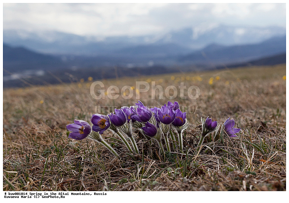 �����, ����, �����, ������ �����, ����-���������� �����, ����������, �������, ���-�����, �������� ���������, �����, ���������� �����, ������, ������ ��������, �����, ���������� ��������, ������������ ��������, ������������ ��������, ������, �����, XYZ, ���������, Ranunculaceae, �������� ���������, �������� ��������, �������� �������������, �������� �������������, ���-�����, Pulsatilla patens, Pulsatilla kioviensis, Pulsatilla latifolia, Pulsatilla ovczinnikovii, ��������� ����������� �����, ���