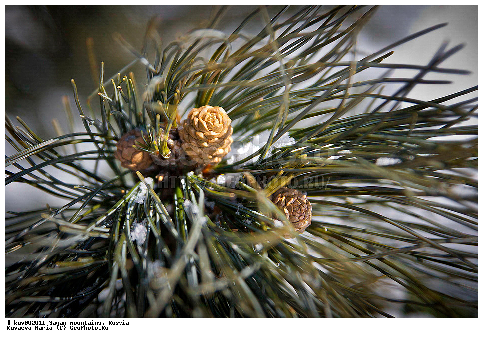 ����, �����, ����, ����, �����, ��������� ���� ������, ������, ����, �����, ������������ ����, ��������� ����������� �����, ���