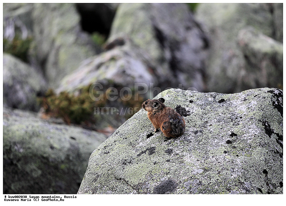 �����, ��������, ����, �����, �������, ������, ����������, �����, ��������� ����������� �����, ���