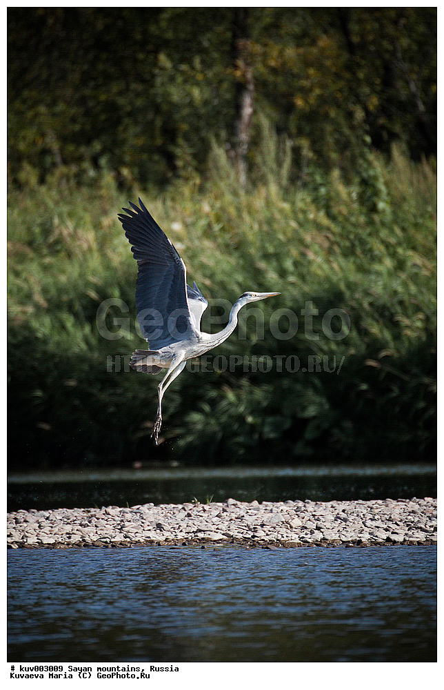 ������, ����, ����, �����, �����, �����, ����, �������, ����, �����, ���, ��������, ��������, �����, �����, ��������, �����������, XYZ, ��������, Ardeidae, ����� �����, Ardea cinerea, ��������� ����������� �����, ���