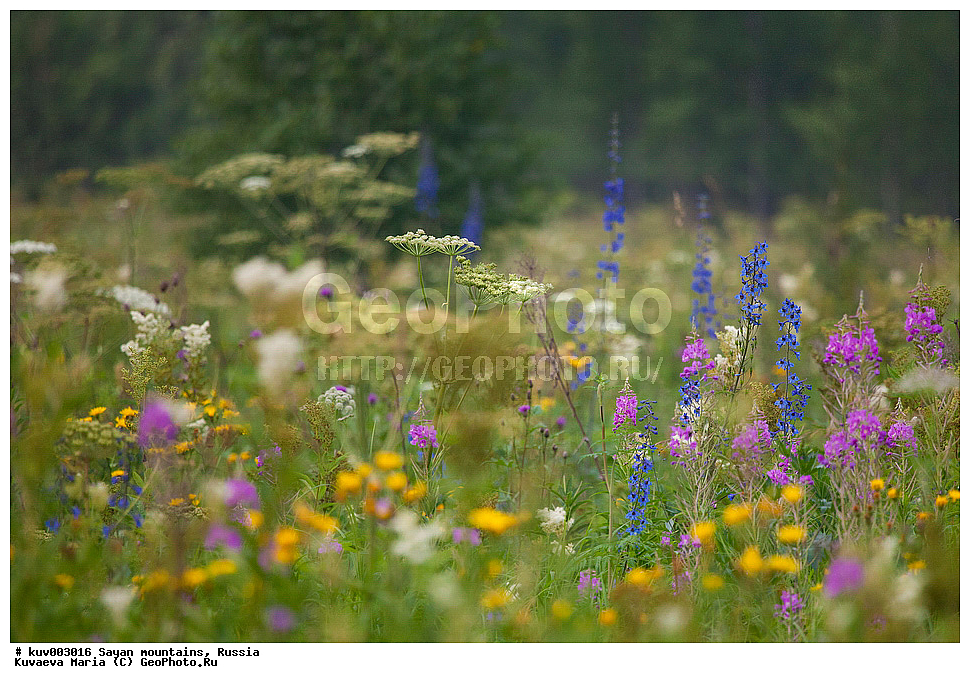 ������, ������, �����������, ������� �����, �����, ����, �������, ���, �����, ��������� ����������� �����, ���