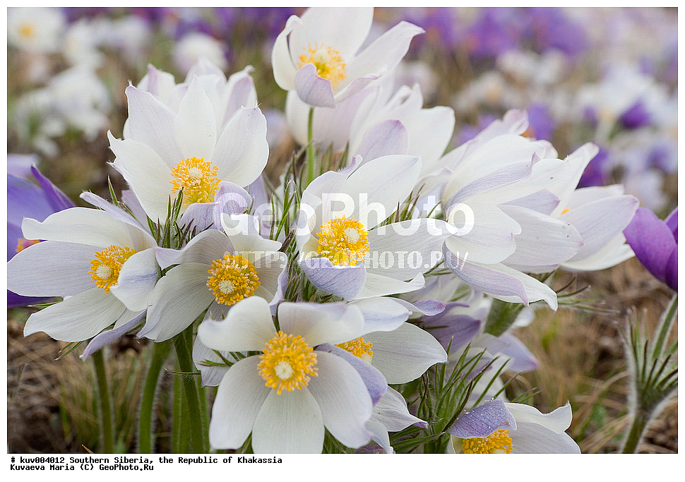 ����� ������, ���������� �������, �������, �����, �����, ���-�����, ��������, �����������, �����, ���, ������, ���, �����, ���, ��������, ������ ���� ����, ���������� �������, ����� ������, ������, ������ ��������, �����, ���������� ��������, ������������ ��������, ������������ ��������, ������, �����, XYZ, ���������, Ranunculaceae, �������� ���������, �������� ��������, �������� �������������, �������� �������������, ���-�����, Pulsatilla patens, Pulsatilla kioviensis, Pulsatilla latifolia, Pulsatilla ovczinnikovii, ��������� ����������� �����, ���