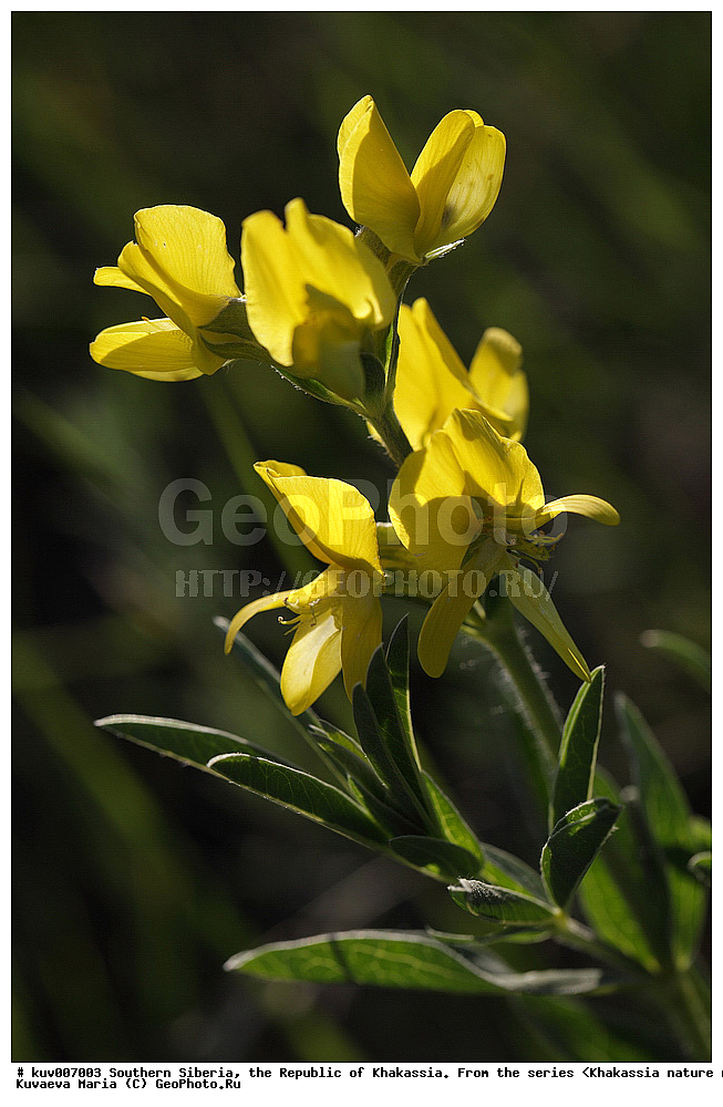  ����� ������, ����������,  ���������� �������, ����������, �������, �����, �����, ��������������, ������� �����, ���� ����������, Genista tinctoria, ��������� ����������� �����, ���