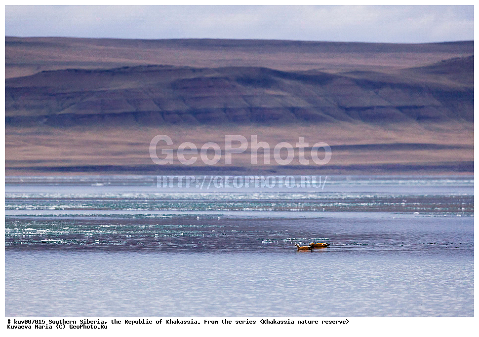  ����� ������, ����������,  ���������� �������, ����������, ���������, �������, �����, ����� ���, ����, ����, �����, ��, ��������, ��������, �����, �����, ��������, �����������, �����������������, ������������� �����, ������������� �����, XYZ, ������, Anatidae �����, ������� ����, Tadorna ferruginea, ��������� ����������� �����, ���