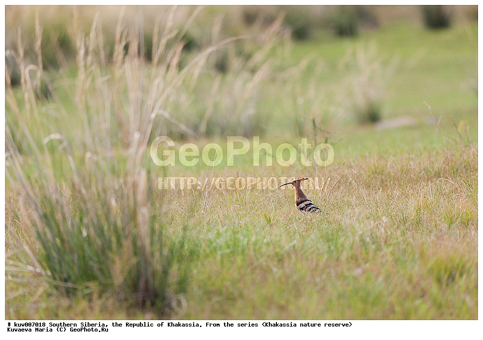  ����� ������, ����������,  ���������� �������, ����������, ���������, �������, �����, ����, ��������, ��������, �����, �����, ��������, �����������, XYZ, �����, Upupidae, ����, Upupa epops, ��������� ����������� �����, ���