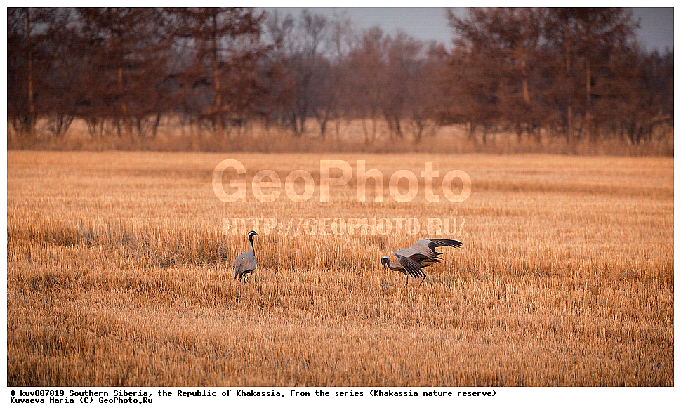  ����� ������, ����������,  ���������� �������, ����������, �������, �����, ����, �������, �����, ��������, ��������, �����, �����, ��������, �����������, XYZ, ����������, Gruidae, �������-��������, ��������, Anthropoides virgo, ��������� ����������� �����, ���