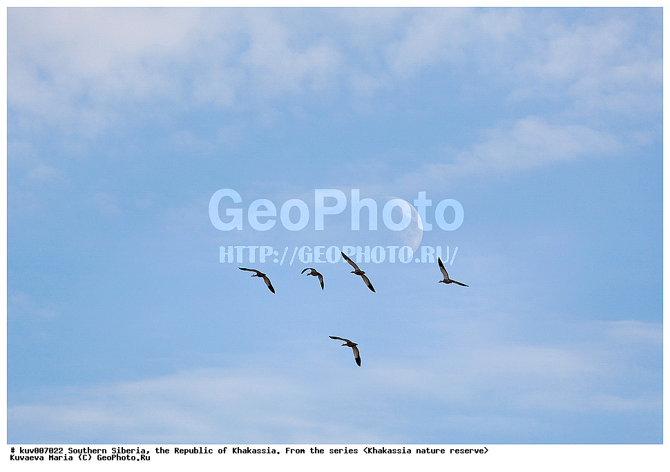  ����� ������, ����������,  ���������� �������, ����������, �������, �����, ����, �����, ����, ����, ����, ������, ��������, ��������, �����, �����, ��������, �����������, �����������������, ������������� �����, ������������� �����, XYZ, ������, Anatidae �����, ������� ����, Tadorna ferruginea, ��������� ����������� �����, ���