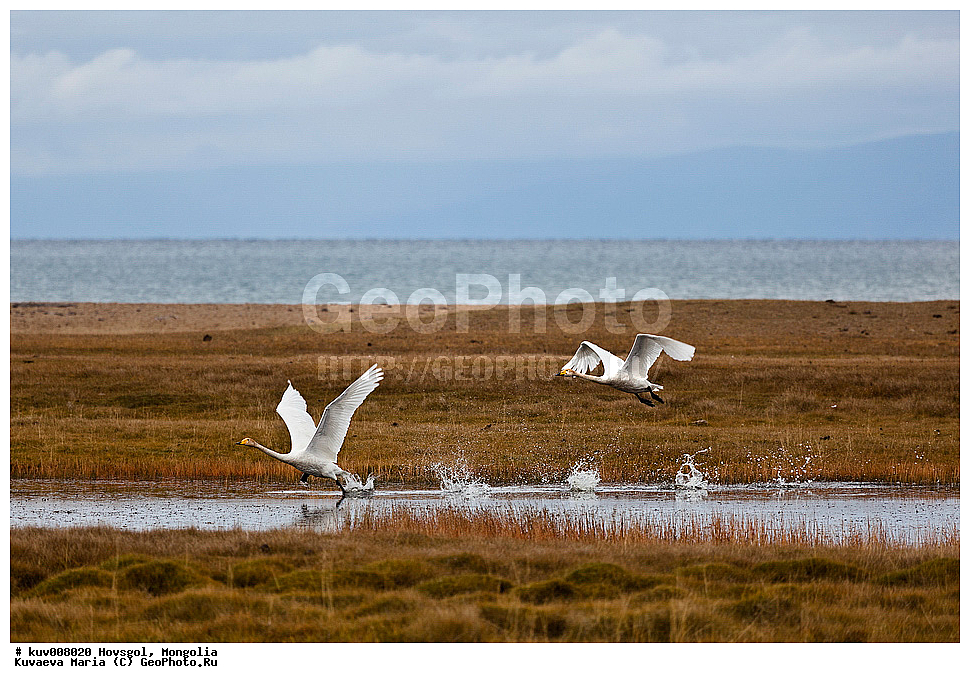 ��������, �����, ��������, �������, ������������� ������������ ����, �����, ��������, ����, ������, ����, ��������, ��������, ��������, �����������, �����������������, ������������� �����, ������������� �����, XYZ, ������, Anatidae, Cygnus Cygnus, ������-������, �������� ����, �ө���ө�, ����������� ������, ������������� ������������ ����, �������� ��������