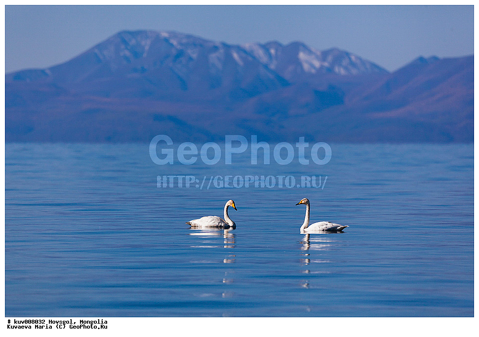 ��������, �����, ��������, �������, ������������� ������������ ����, �����, ��������, ������, �����, ����, ����, �����, ����, �������, ��������, ��������, ��������, �����������, �����������������, ������������� �����, ������������� �����, XYZ, ������, Anatidae, Cygnus Cygnus, ������-������, �������� ����, �ө���ө�, ������������� ������������ ����, �������� ��������