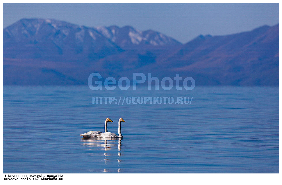 ��������, �����, ��������, �������, ������������� ������������ ����, �����, ��������, �����, ������, ����, �����, �������, ��������, ��������, ��������, �����������, �����������������, ������������� �����, ������������� �����, XYZ, ������, Anatidae, Cygnus Cygnus, ������-������, �������� ����, �ө���ө�, ������������� ������������ ����, �������� ��������