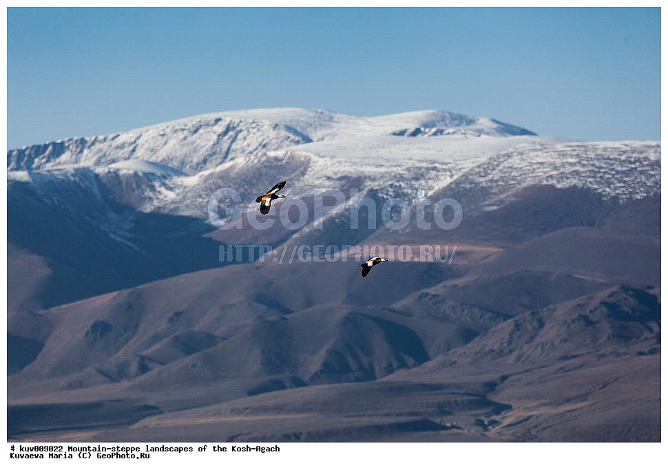 ����, �����, �������, ���-����, ���-�������� �����, ��������, �����, ������� �����, �����, �����, ����, ����, ����, ��������� ������, �����, ��������� ����������� �����, ���, ��������, ��������, �����, �����, ��������, �����������, �����������������, ������������� �����, ������������� �����, XYZ, ������, Anatidae �����, ������� ����, Tadorna ferruginea