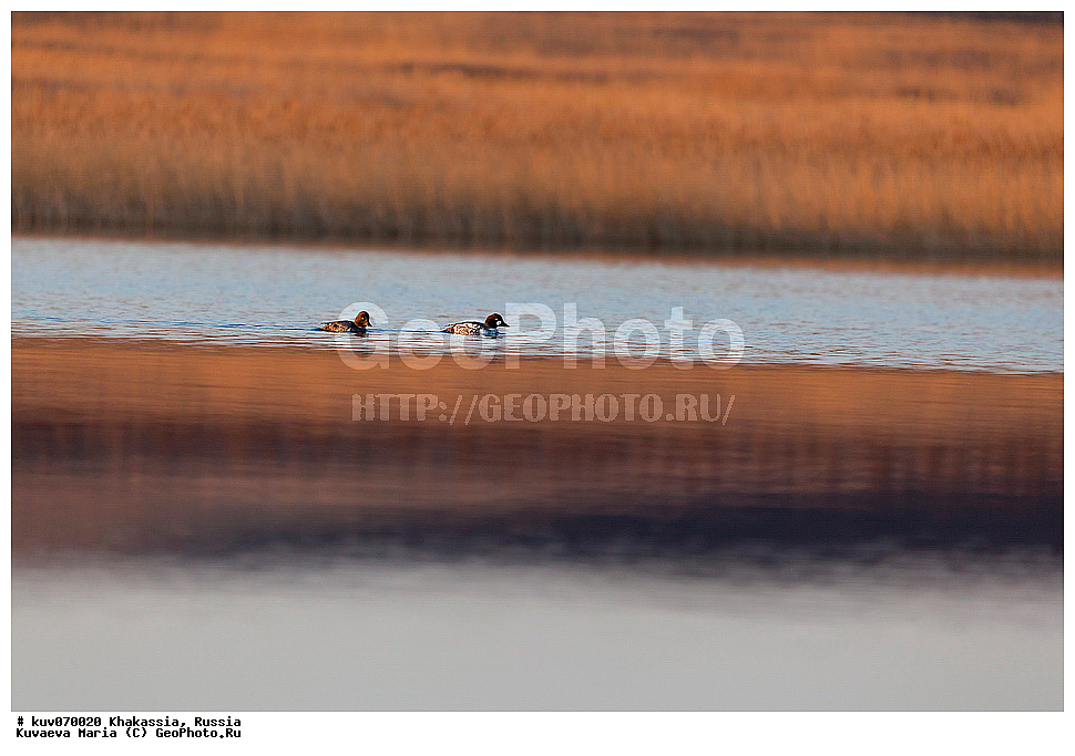 ����� ������, ����������,  ���������� �������, ��������, ��������, �����, �����, ��������, �����������, �����������������, ������������� �����, ������������� �����, XYZ, ������, Anatidae, ������, Bucephala clangula, ����� ���, �����, ���, ����, ���������� ���������, ��������� ����������� �����, ���