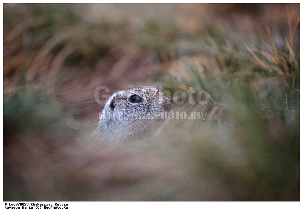 ����� ������, ����������,  ���������� �������, ���������� ���������, ������, �����, ���, �����, ��������, ��������, �����, ��������� ����������� �����, ���