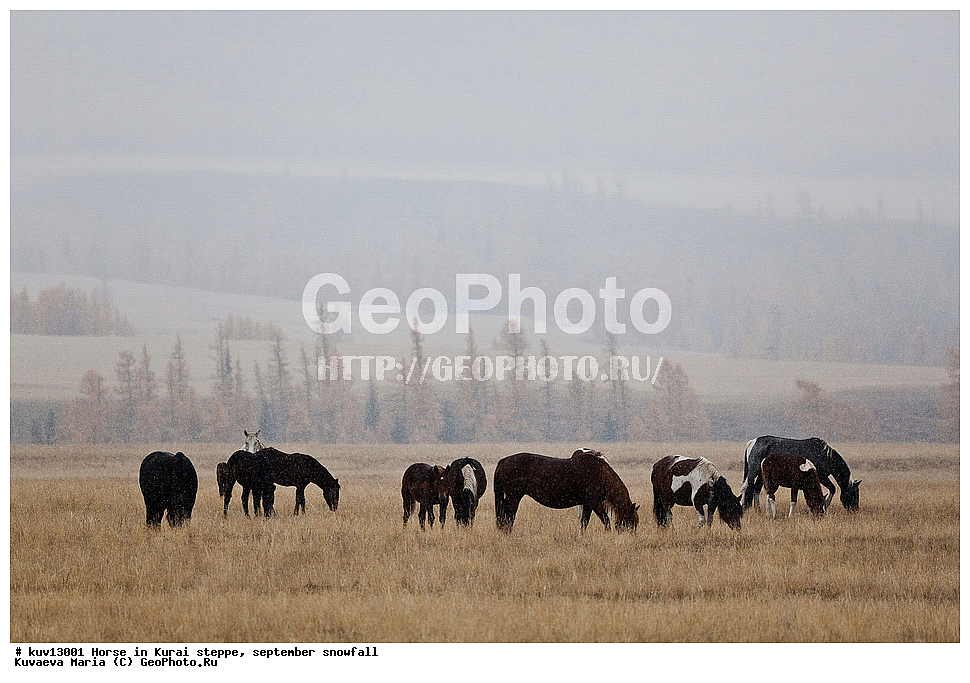 ��������� �����, ��������, ������ �����, �����, ������, ����, ��������, �����, �����������, ������, �����, ������� ����, ��������� ����������� �����, ���