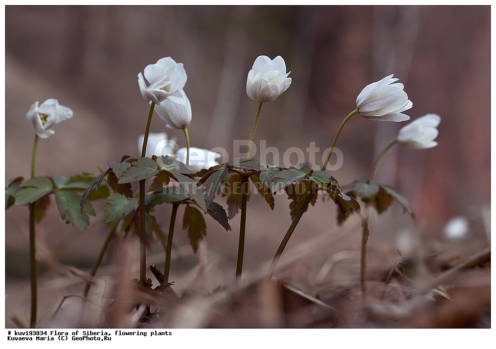 �����, ������, �������� ��������, ��������, ��������, ���, �����, ������� �����, �����, ���, ������, ������� ����, �������, �����������, ����������, ��������� ����������� �����, ���