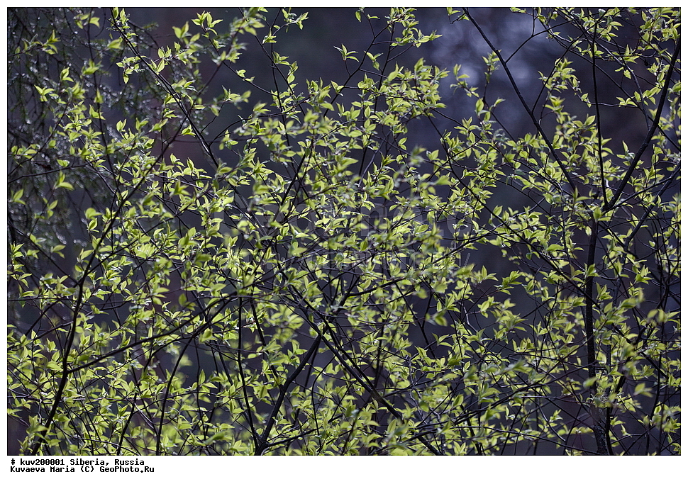 �����, ������, ��������, �������, ������, ������, ������, ������, �������, ������ �������, ���, �����, ���, ������, ������� ����, �����, ���, ������ �����, ��������� ����������� �����, ���