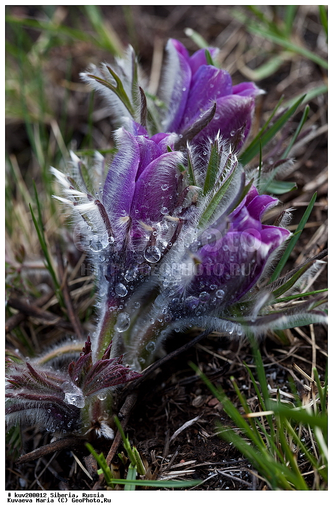 �����, ������, �������� ��������, ��������, ������� �����, ������, ���-�����, ��������, �����, ����� ����, �����, �����, ���, ������, ������� ����, ��������� ����������� �����, ���