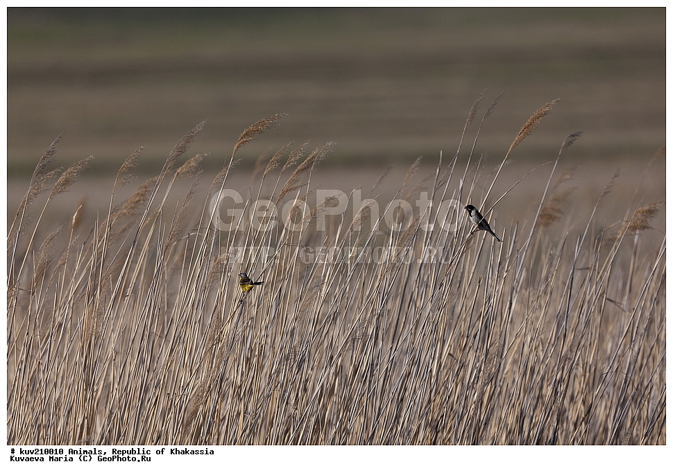 �������, ���������� ���������, ������� ����� ���, �����, ������, ������� ����, ����, ����, �����, ����������, �����, �������, ����� �������, ��������� ����������� �����, ���