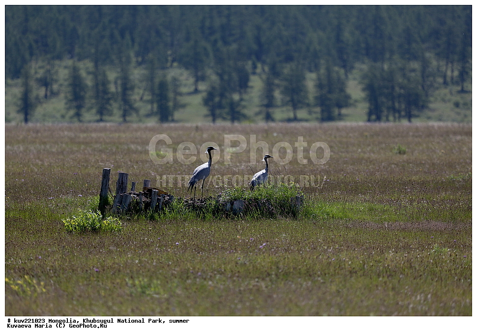 ��������, �������������, ������������ ����, ����, ����, �������� �������������, ������, �����-������, ����, ��������� �����,  �����, �����, �������, �������, �������-�������� , ��������, ��������, �����, �����, ��������, �����������, XYZ, ����������, Gruidae, �������-��������, ��������, Anthropoides virgo, ��������, ��������, �����, �����, ��������, �����������, XYZ, ����������, Gruidae, �������-��������, ��������, Anthropoides virgo, ����, ����� �������, �������� ����, �ө�� �������